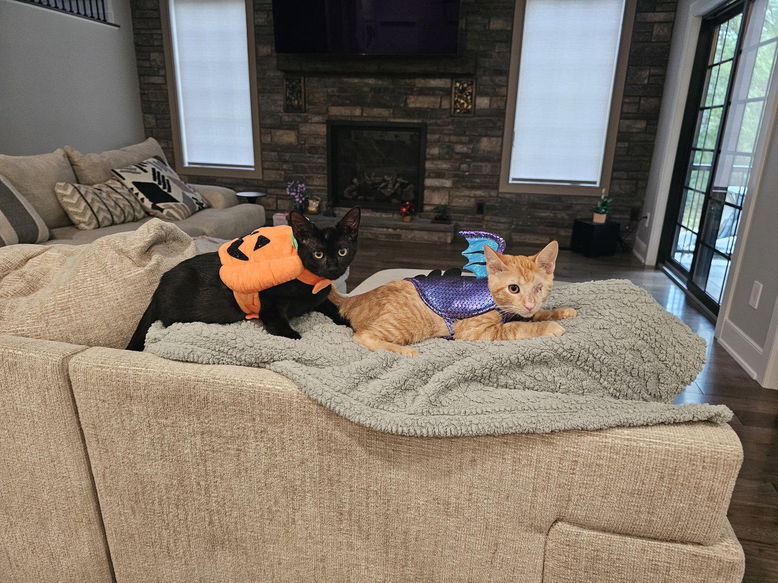 Enlarge Fireball, a Adoptable Domestic Short Hair in Sicklerville , NJ image 3/3