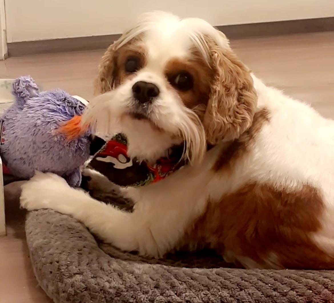 William, Adopted, Adult Male Cavalier King Charles Spaniel.