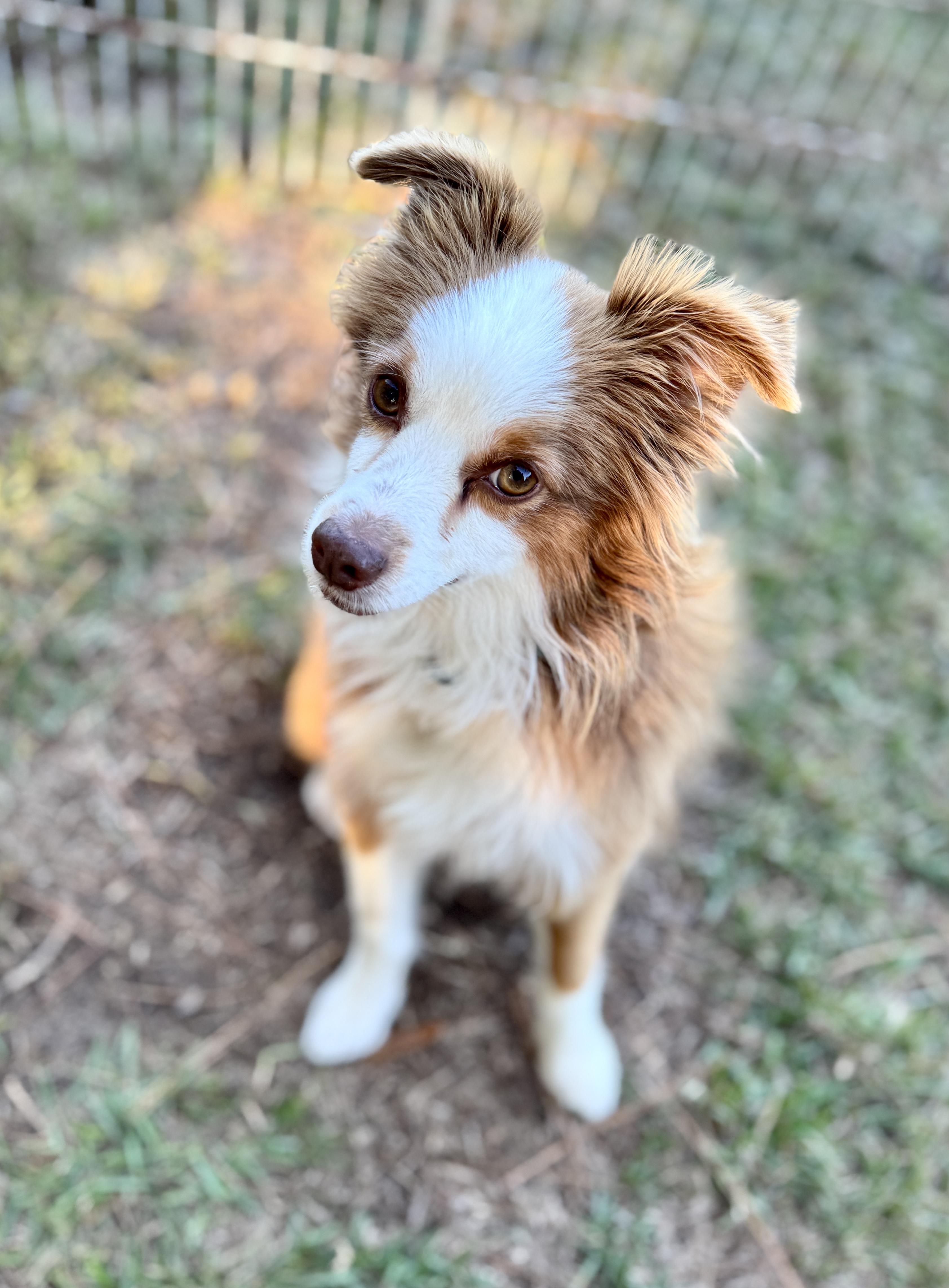 Dallas (Mini Aussie) 17 lbs - Adopted | Petfinder