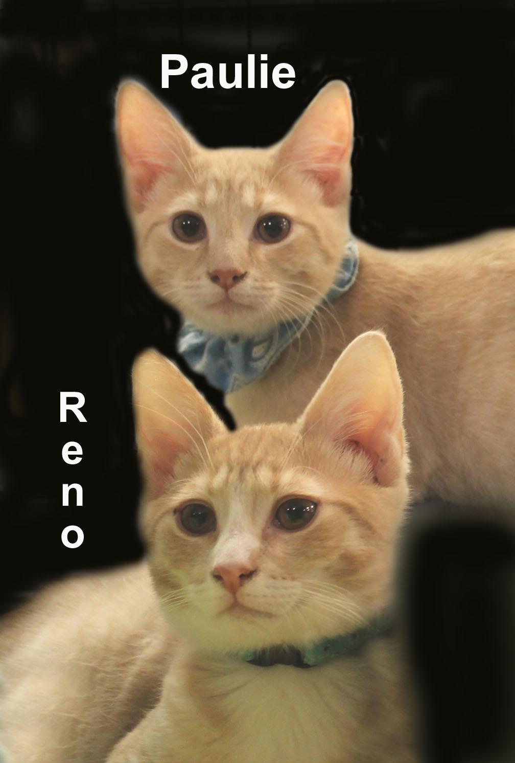 Paulie and Reno Newm.  (sweet bonded brothers), adopted, Kitten Male Domestic Short Hair & Tabby.