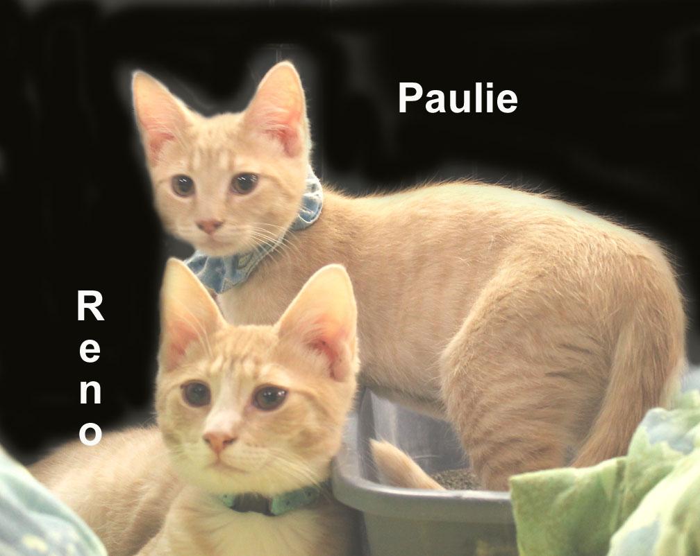 Enlarge Paulie and Reno Newm.  (sweet bonded brothers), an adopted mixed breed in Stowe, PA image 2/2