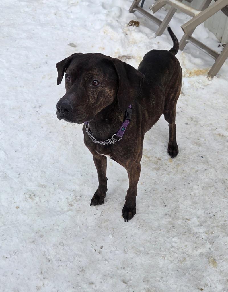 Hardy, Adoptable, Adult Male Hound & Mixed Breed.