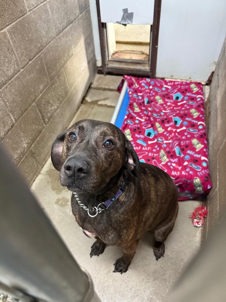 Enlarge Hardy, a Adoptable mixed breed in Virginia, MN image 2/5