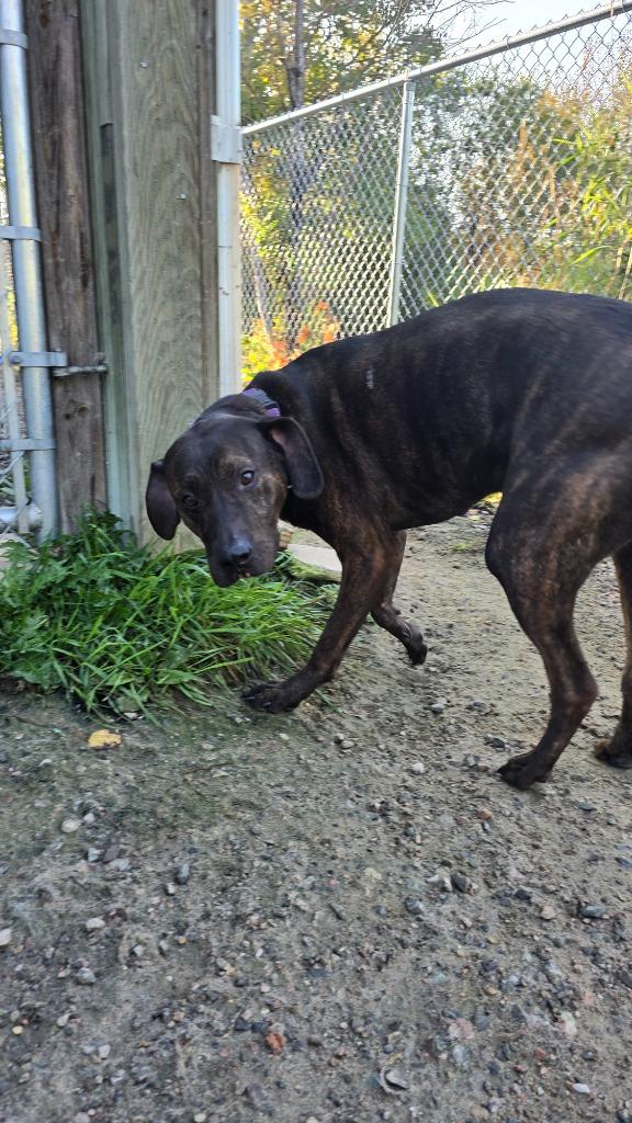 Enlarge Hardy, a Adoptable mixed breed in Virginia, MN image 3/5