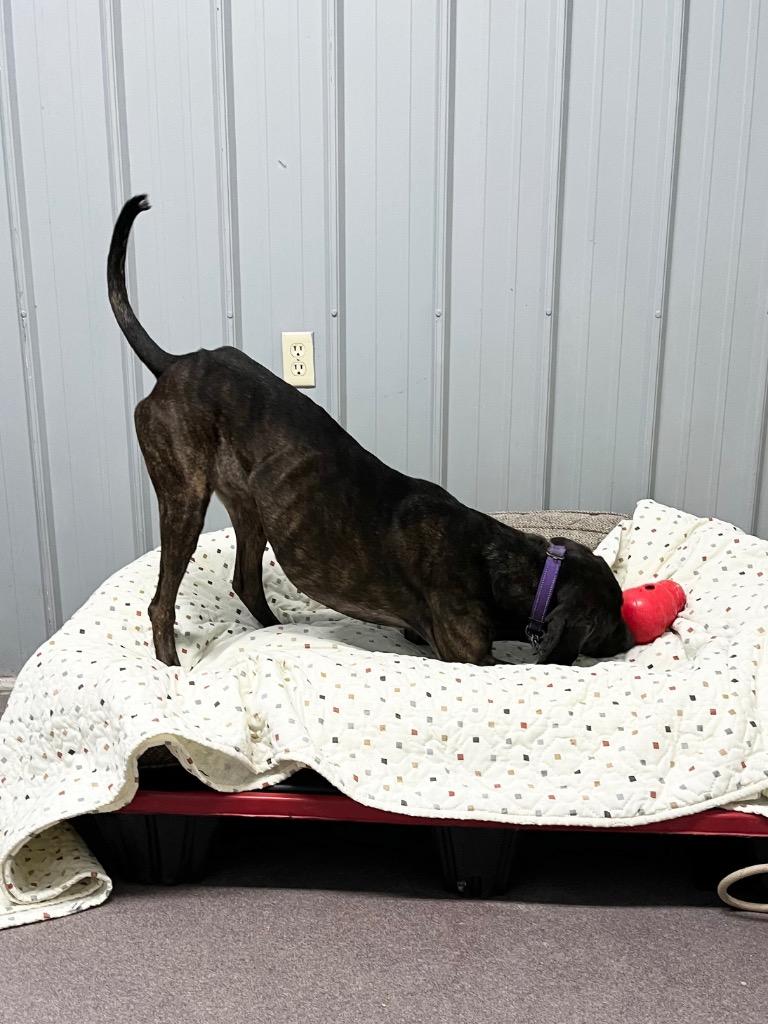 Enlarge Hardy, a Adoptable mixed breed in Virginia, MN image 4/5