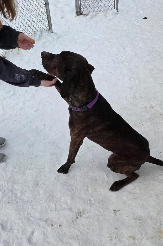 Enlarge Hardy, a Adoptable mixed breed in Virginia, MN image 5/5