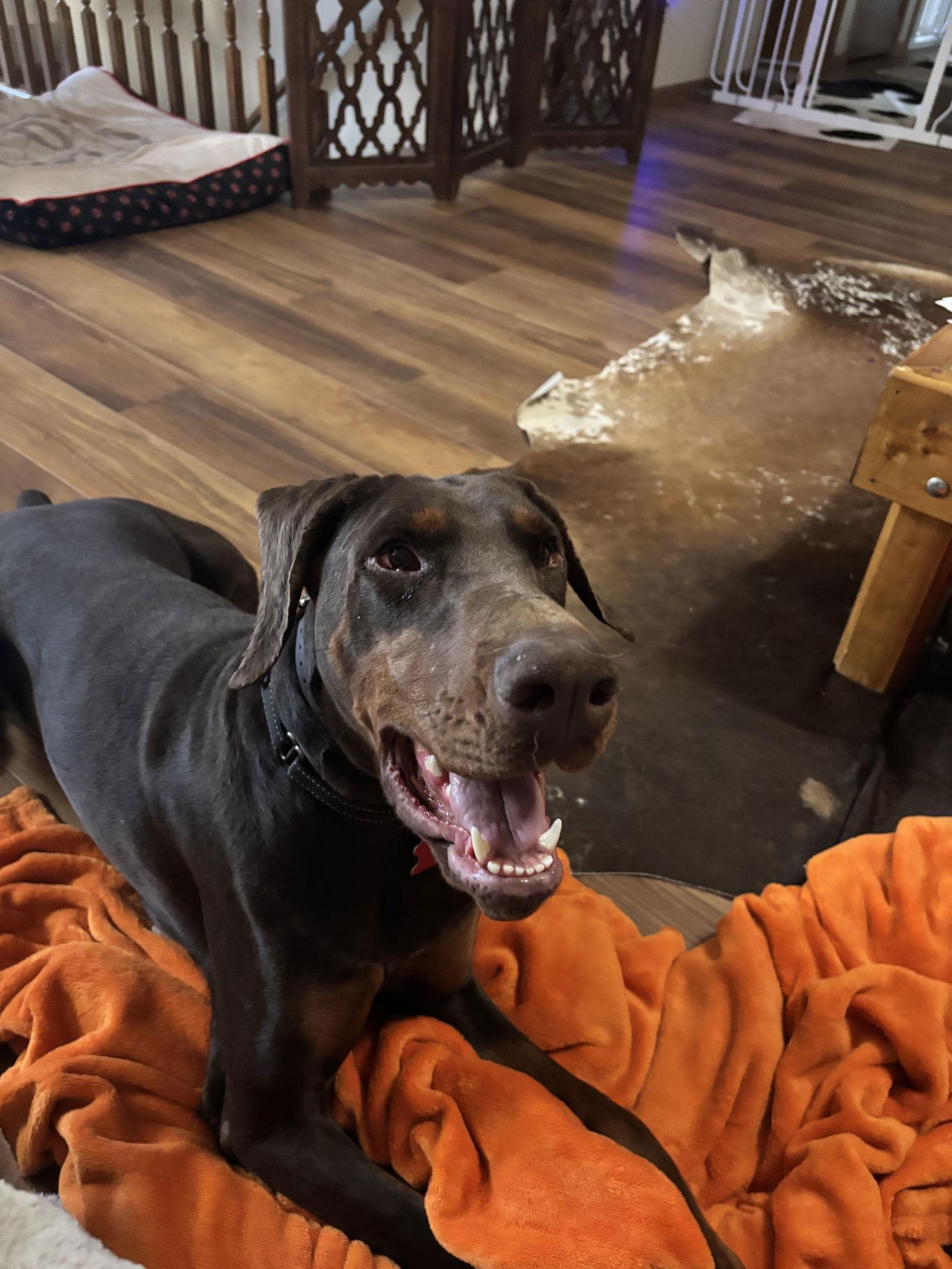 Carmal, Adopted, Young Female Doberman Pinscher.