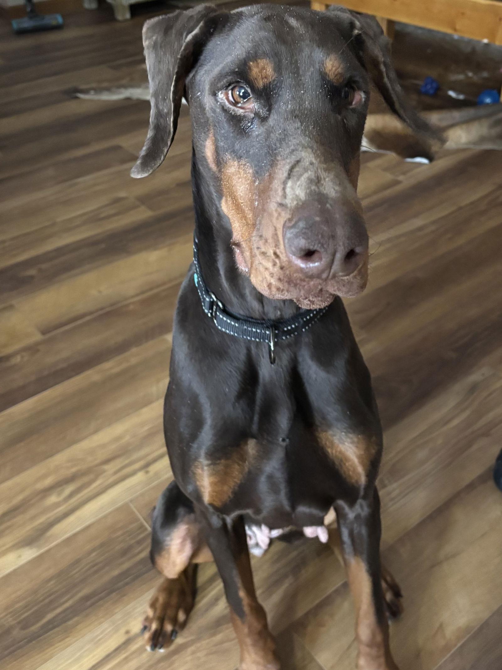 Enlarge Carmal, a Adopted Doberman Pinscher in Minneapolis, MN image 2/3