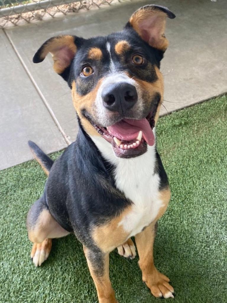 Abacus, Adoptable, Young Male Rottweiler & Cattle Dog.