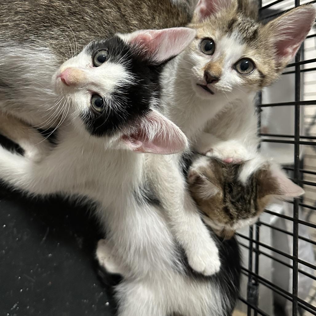 Leviathon thumbnail 2