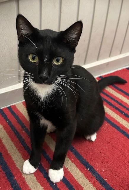 251297  Hiccup, Adoptable, Adult Male Domestic Short Hair.