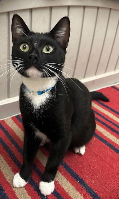 Enlarge 251297  Hiccup, a Adoptable Domestic Short Hair in Wetumpka, AL image 2/3