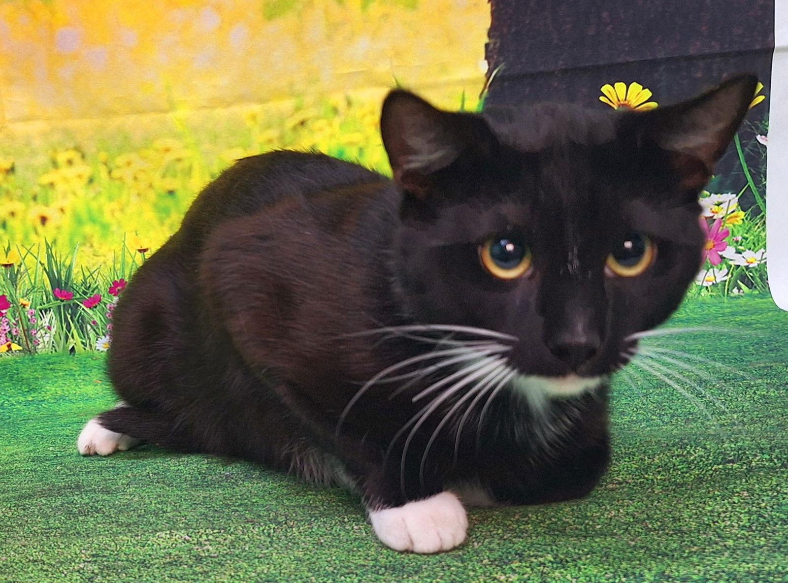 Enlarge 251297  Hiccup, a Adoptable Domestic Short Hair in Wetumpka, AL image 3/3