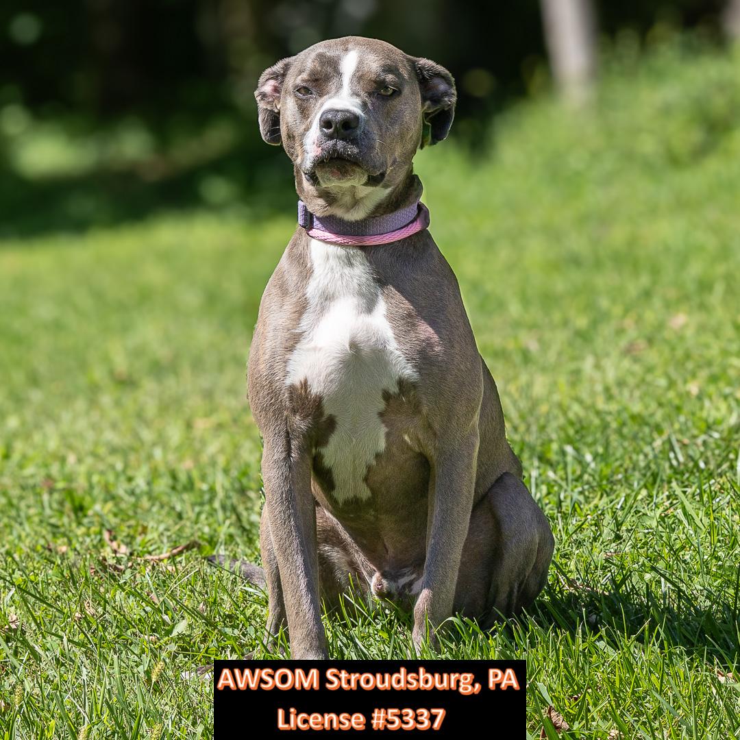 Enlarge Nashville, a ADOPTABLE mixed breed in Stroudsburg, PA image 2/2