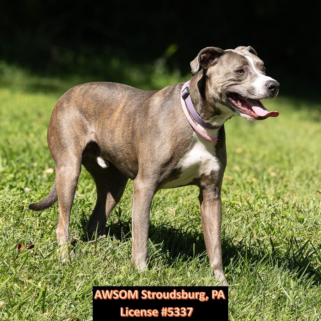 Enlarge Nashville, a ADOPTABLE mixed breed in Stroudsburg, PA image 1/2