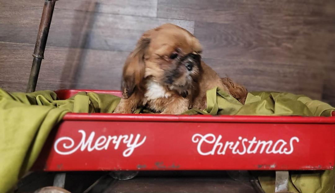 NOEL in RHODE ISLAND, adopted, Puppy Male Shih Tzu.