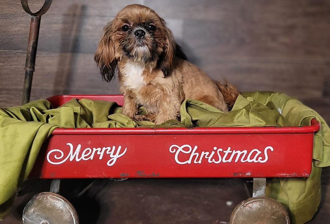 NOEL in RHODE ISLAND, adopted, Puppy Male Shih Tzu.