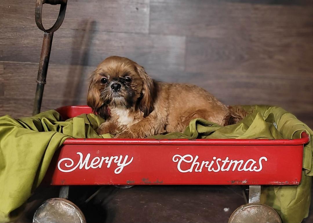 Enlarge NOEL in RHODE ISLAND, an adopted Shih Tzu in West Warwick, RI image 5/5