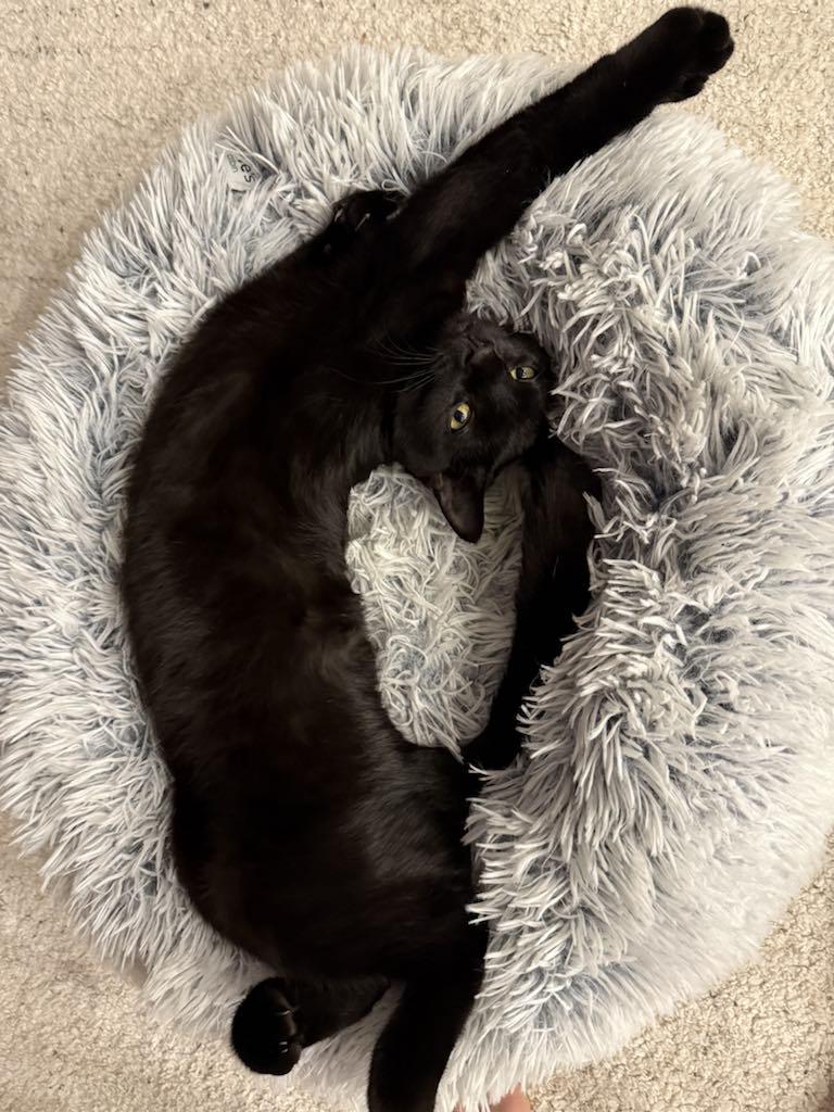 Enlarge Turnip & Parsnip (bonded pair), a Adoptable mixed breed in Whistler, BC image 2/5