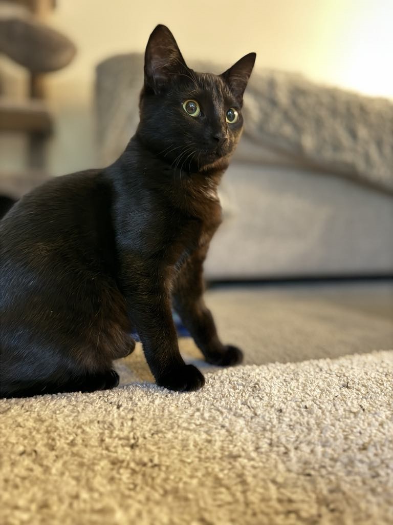 Enlarge Turnip & Parsnip (bonded pair), a Adoptable mixed breed in Whistler, BC image 3/5