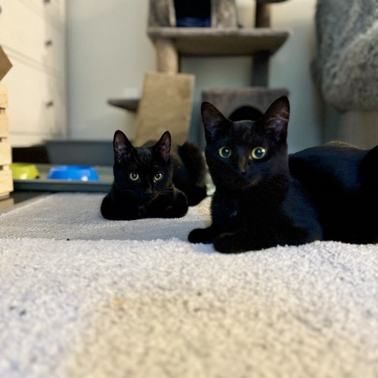 Enlarge Turnip & Parsnip (bonded pair), a Adoptable mixed breed in Whistler, BC image 4/5