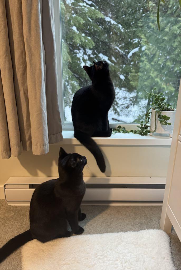 Turnip & Parsnip (bonded pair), Adoptable, Young Female Domestic Short Hair.