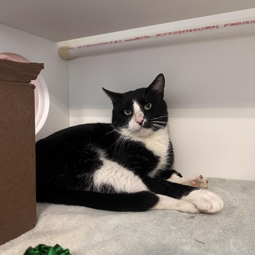 Enlarge Leo, a Adoptable Domestic Medium Hair in Greensboro, NC image 1/4