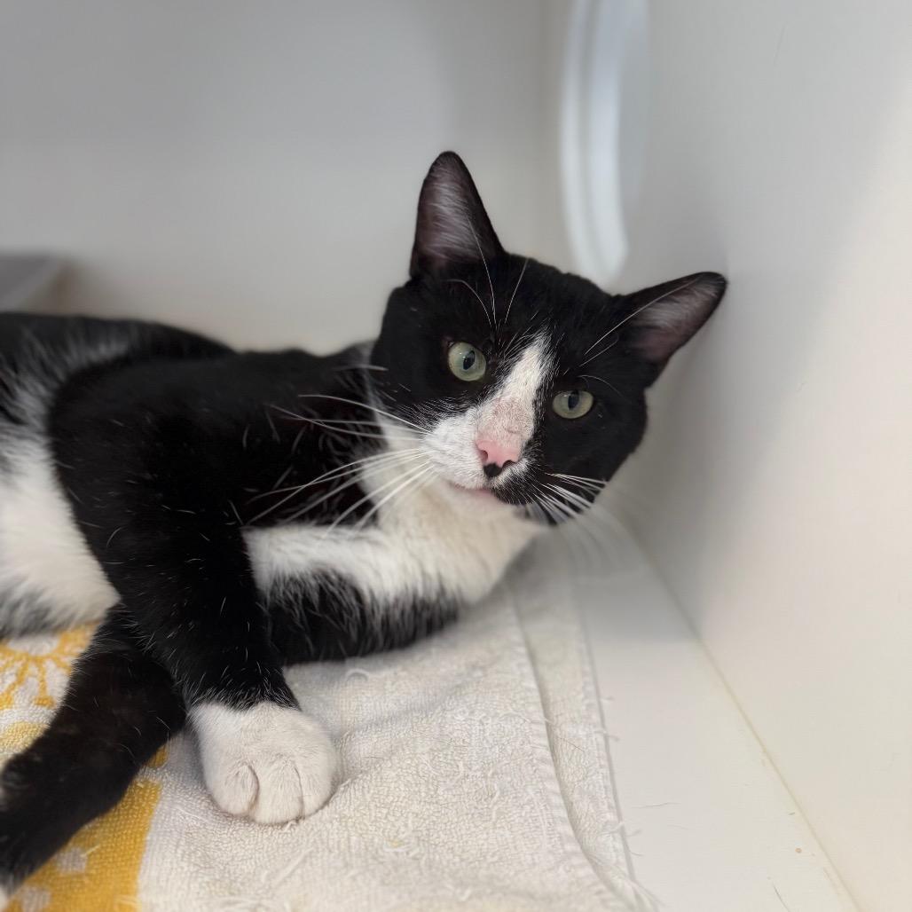 Enlarge Leo, a Adoptable Domestic Medium Hair in Greensboro, NC image 2/6
