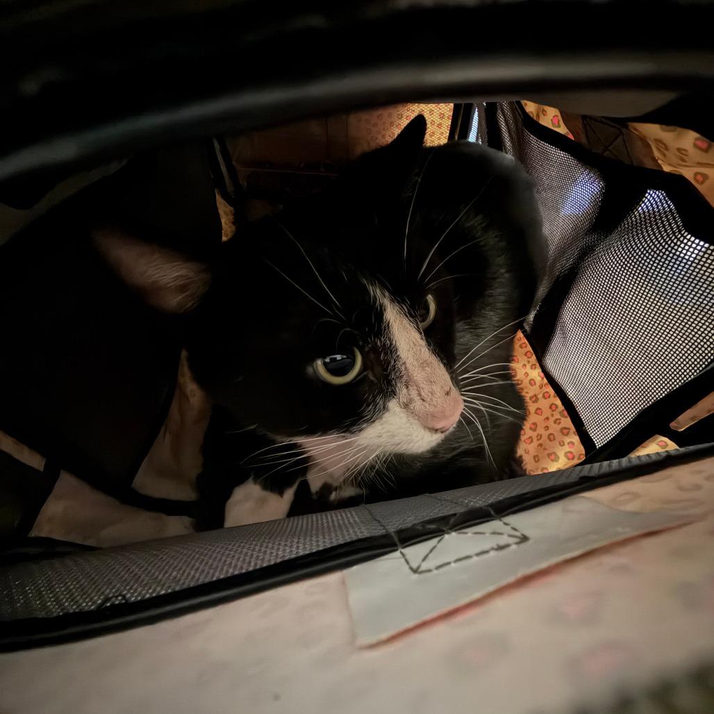 Enlarge Leo, a Adoptable Domestic Medium Hair in Greensboro, NC image 2/4