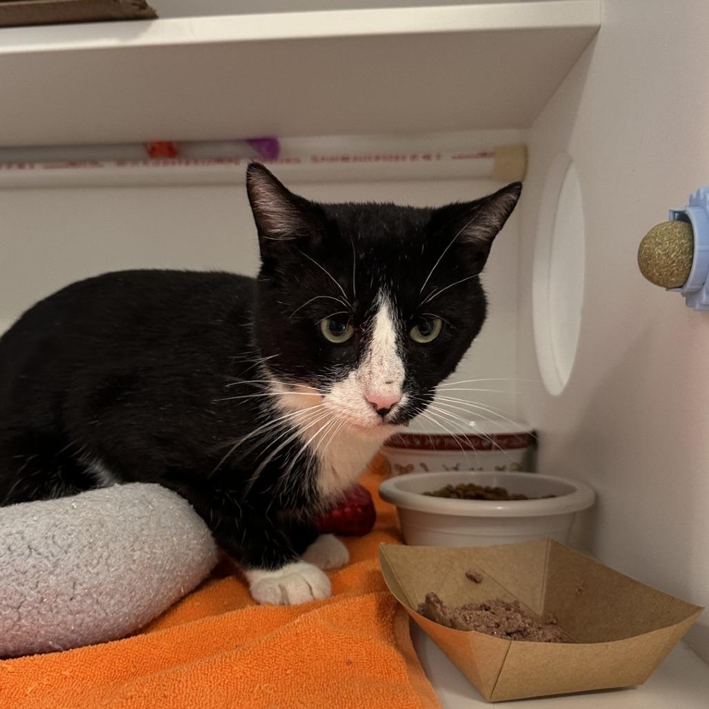 Enlarge Leo, a Adoptable Domestic Medium Hair in Greensboro, NC image 3/4