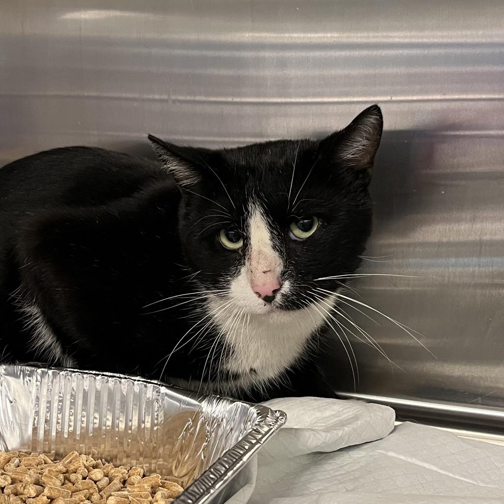 Enlarge Leo, a Adoptable Domestic Medium Hair in Greensboro, NC image 4/4