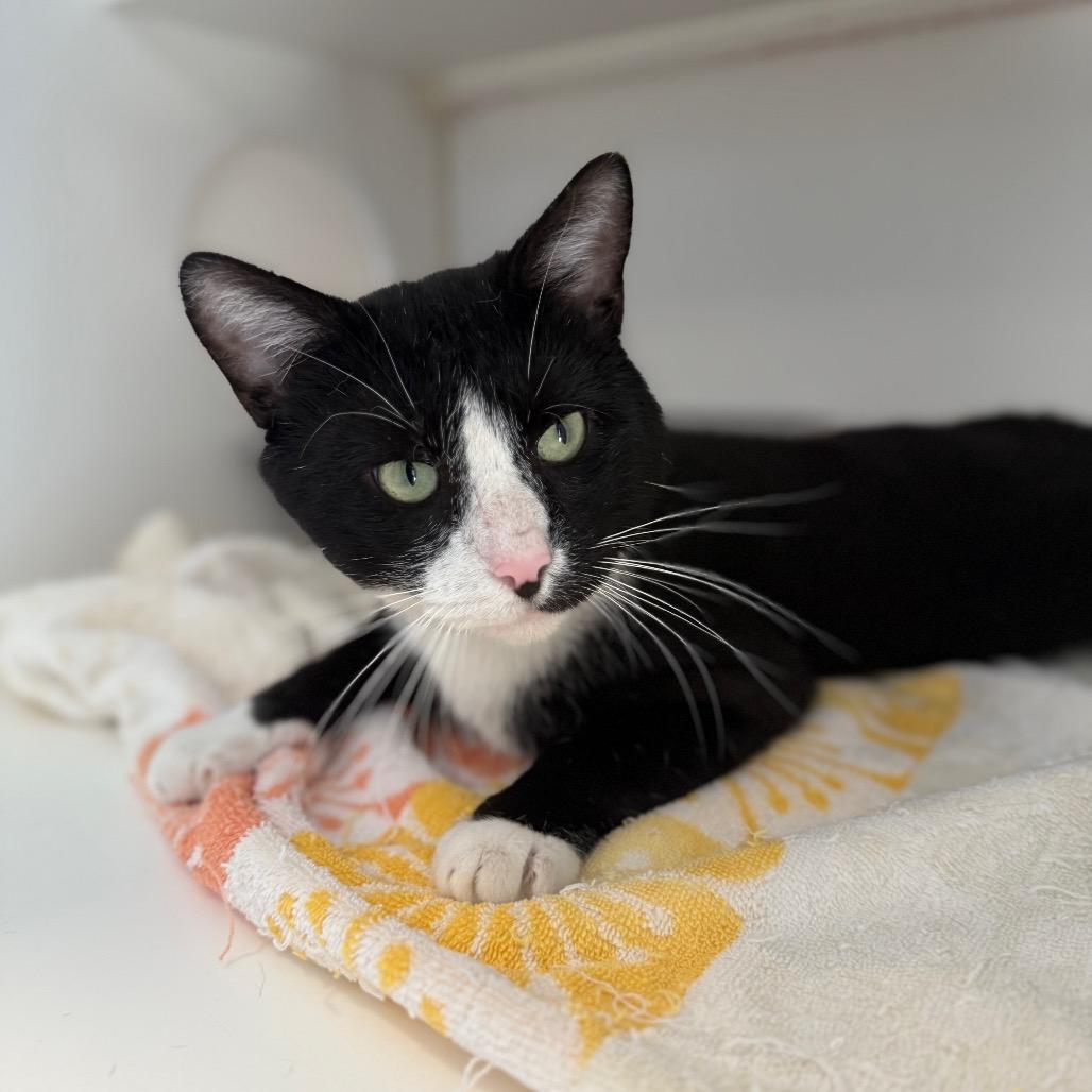 Enlarge Leo, a Adoptable Domestic Medium Hair in Greensboro, NC image 6/6