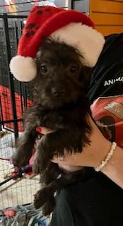 Donner, Adoptable, Puppy Male Poodle & Chihuahua.