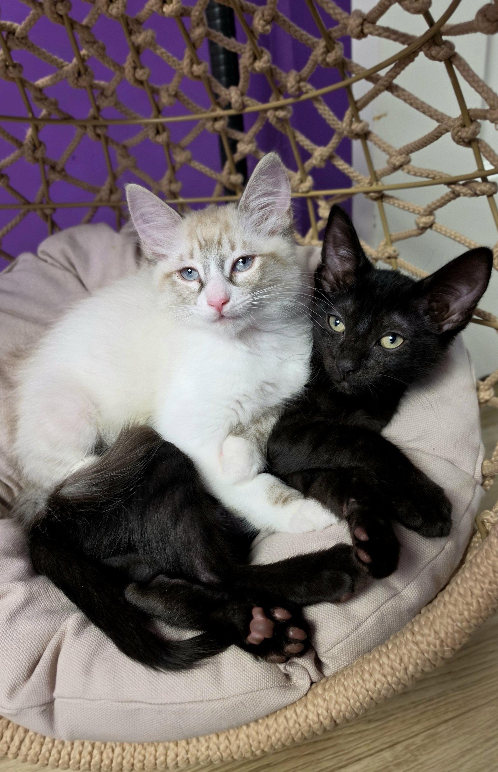 Vivienne, Adoptable, Kitten Female Siamese & Domestic Medium Hair.