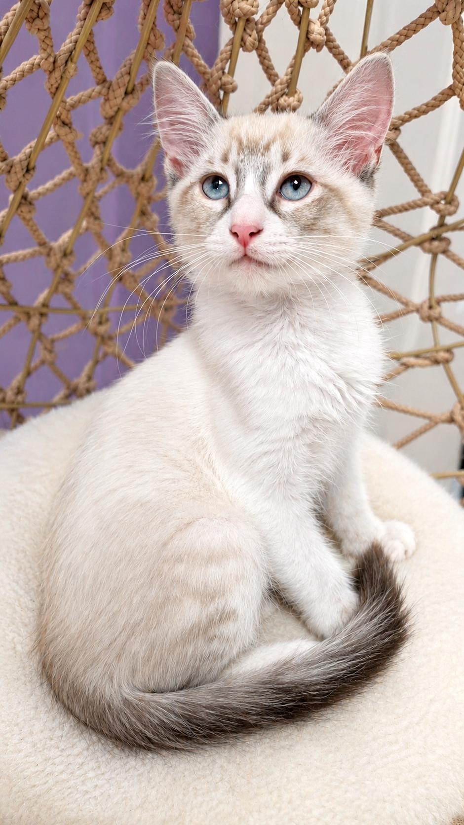 Enlarge Vivienne, a Adoptable mixed breed in Campbell, CA image 3/3