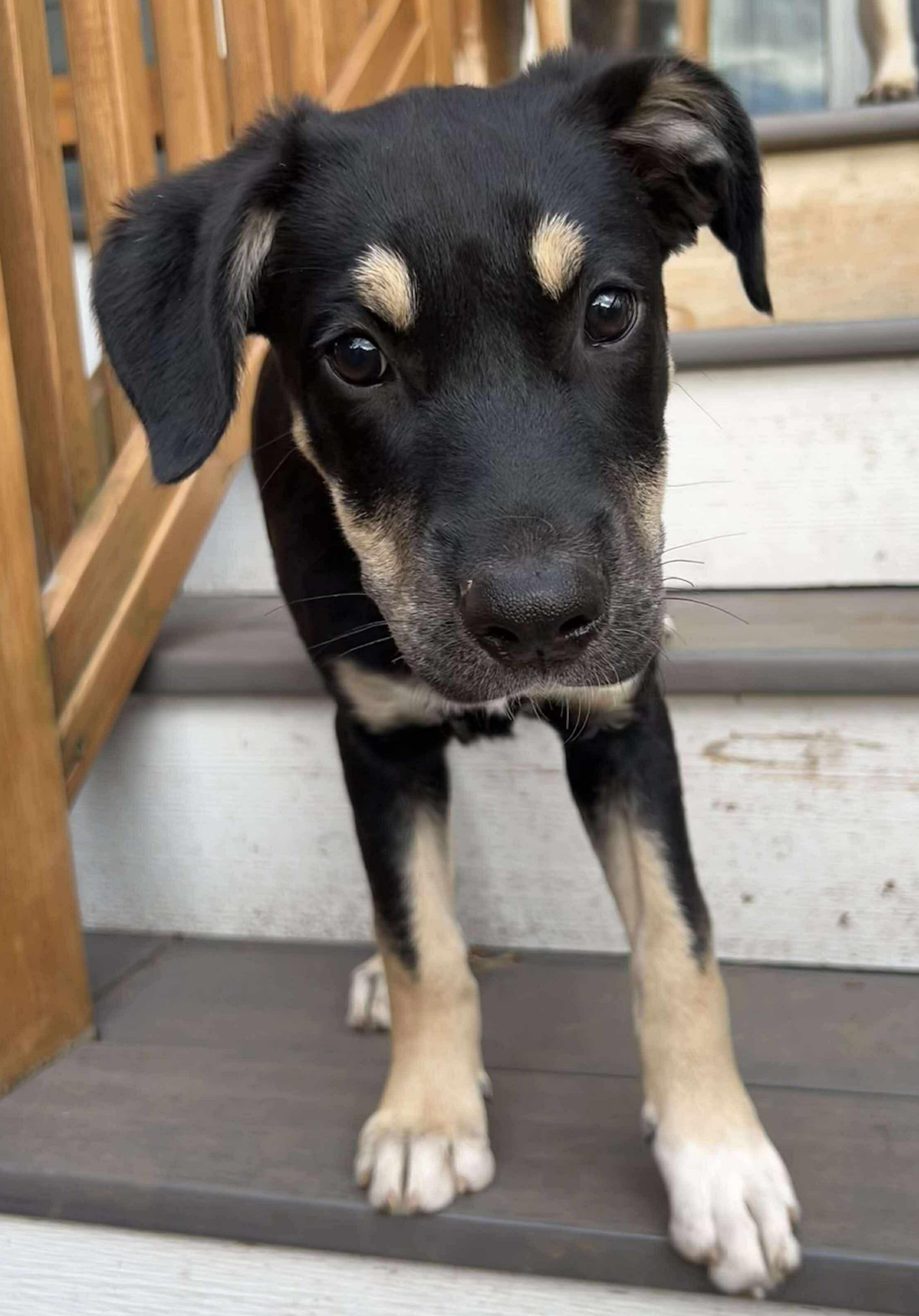 Appletini (Cocktail Party litter)