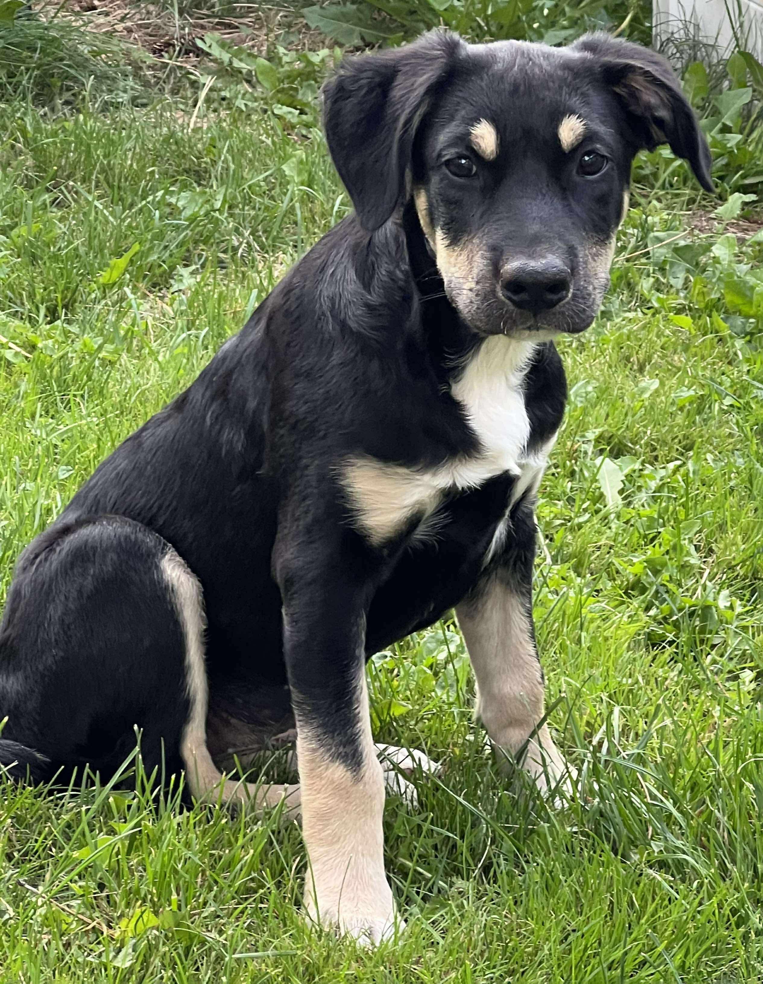 Appletini (Cocktail Party litter)