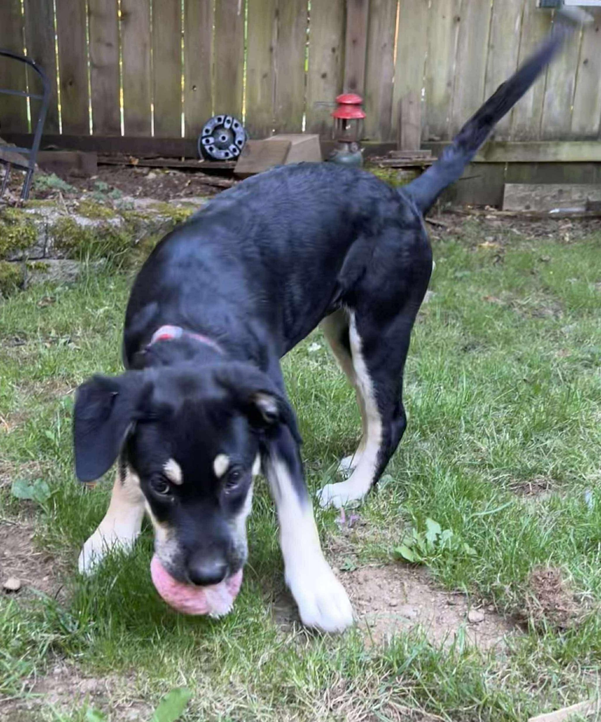 Appletini (Cocktail Party litter)