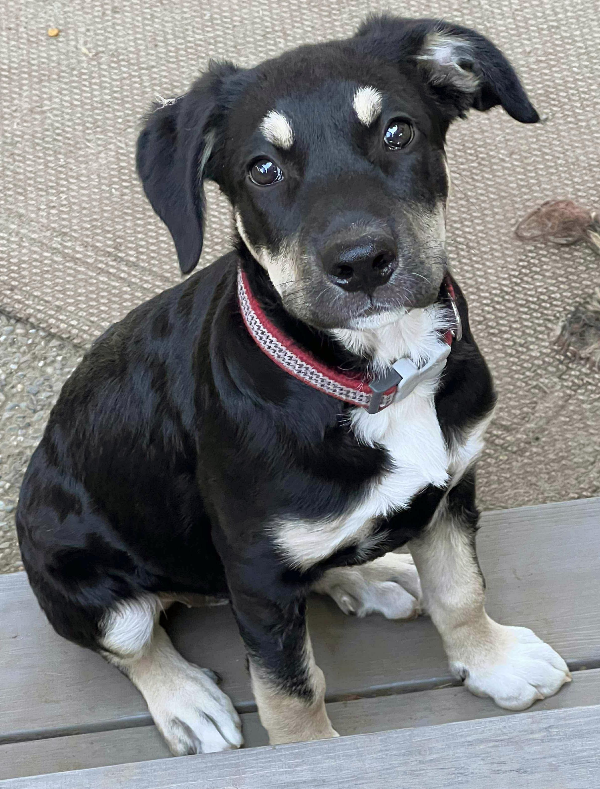 Appletini (Cocktail Party litter)