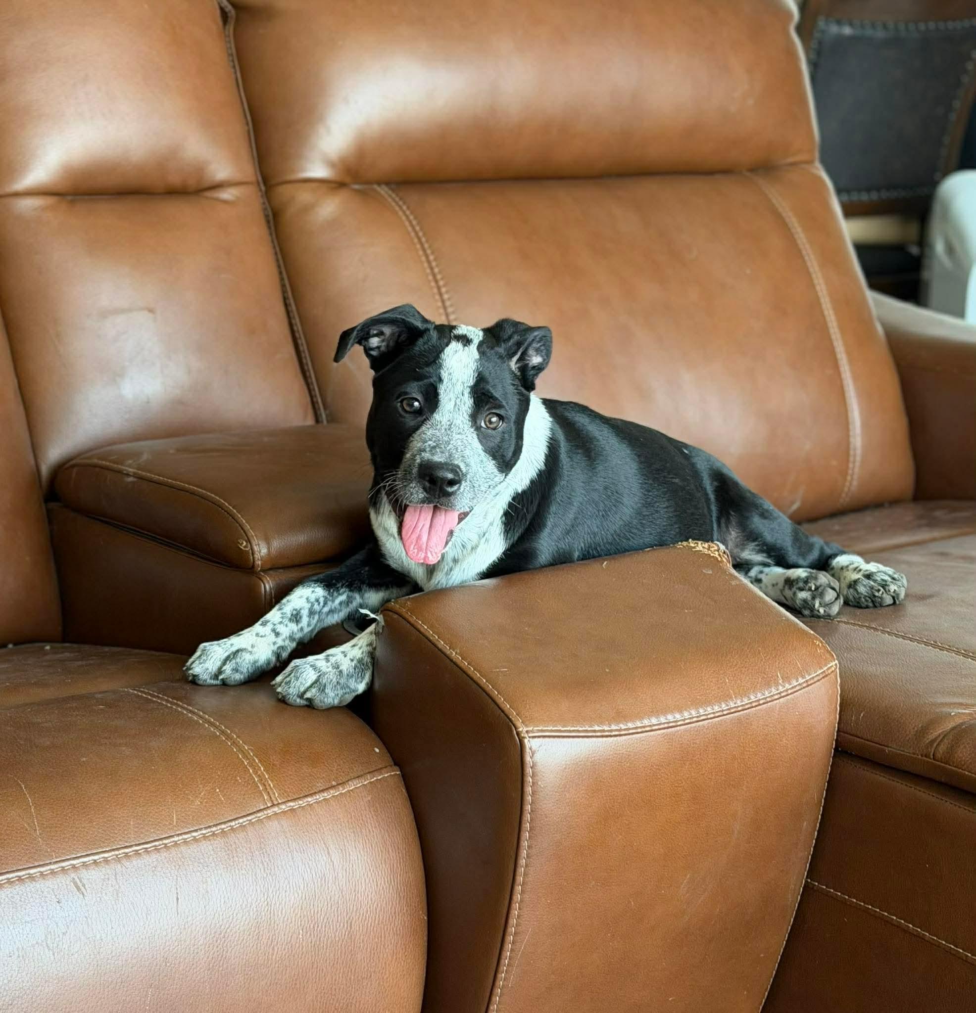 Halo, a Adoptable mixed breed in Madison, WI image 4/6