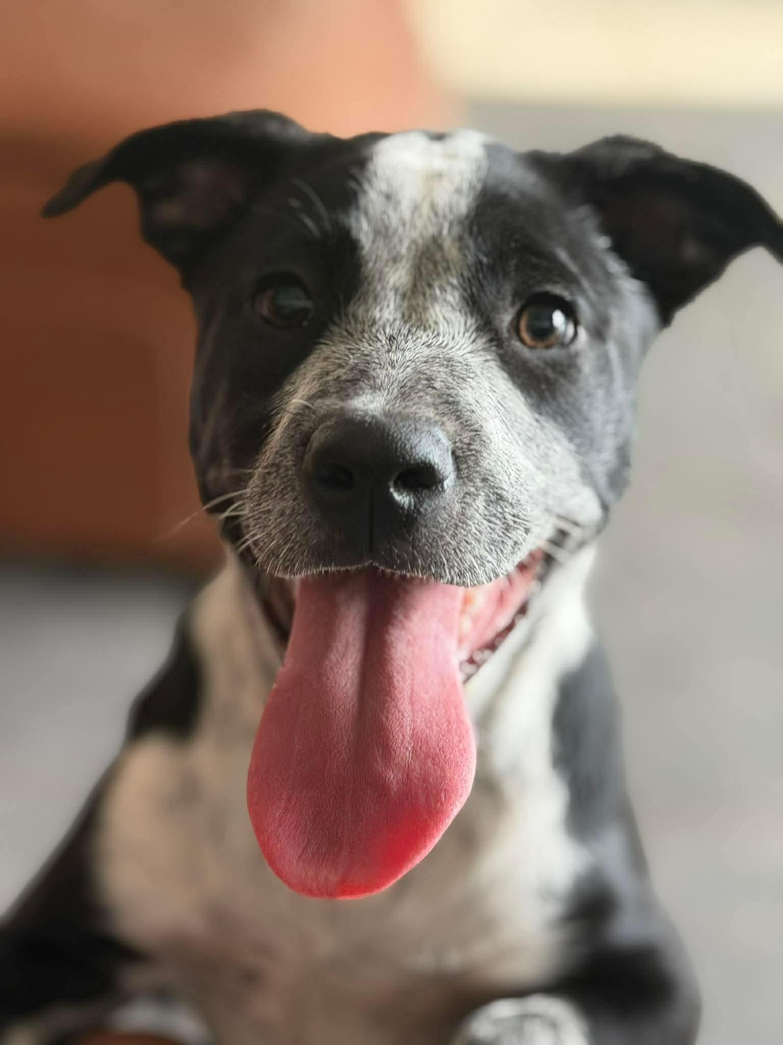 Halo, a Adoptable mixed breed in Madison, WI image 6/6