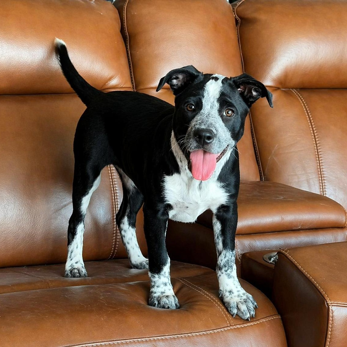 Halo, a Adoptable mixed breed in Madison, WI image 1/6
