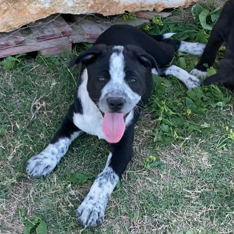 Halo, a Adoptable mixed breed in Madison, WI image 2/6