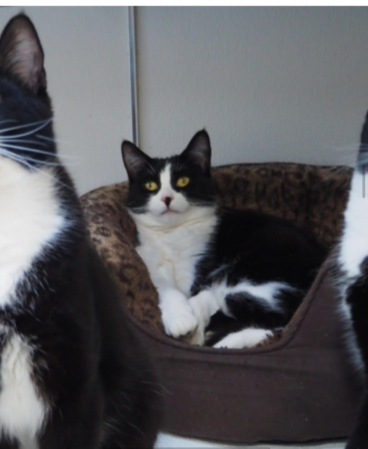 Chandler, Adoptable, Young Male Domestic Short Hair.