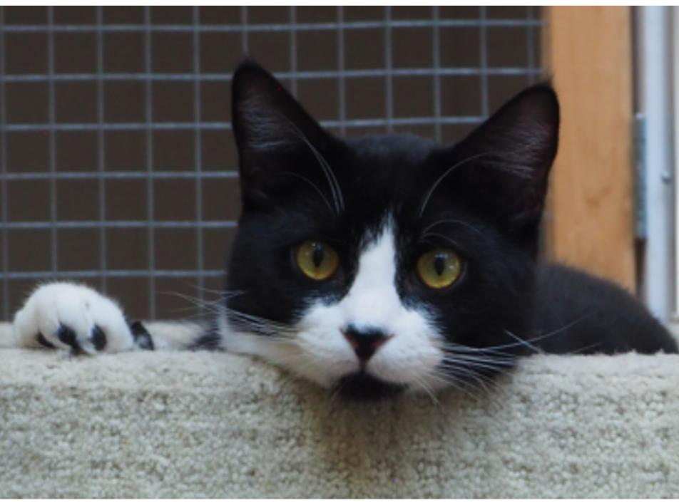 Chandler, a Adoptable Domestic Short Hair in Courtenay, BC image 2/6