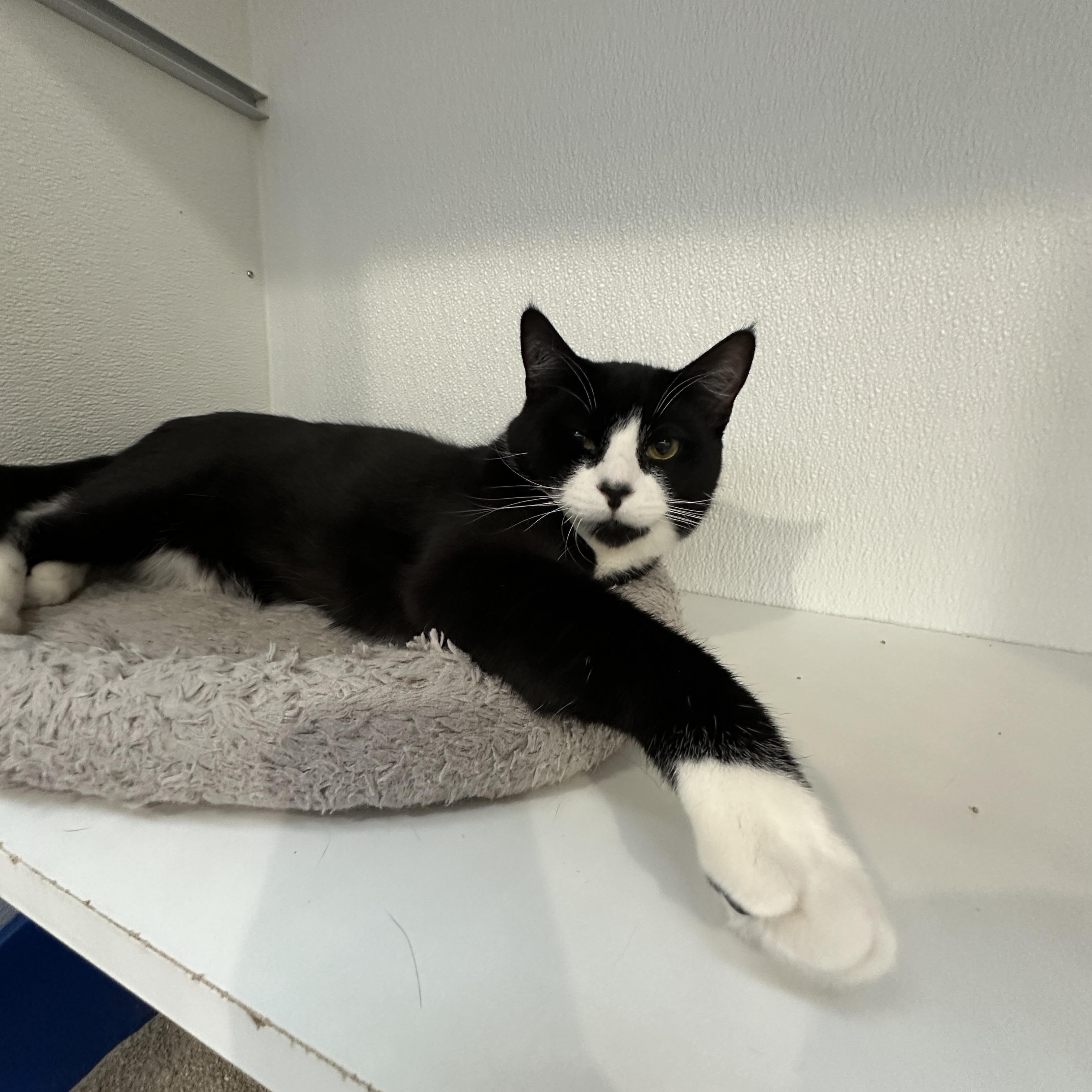 Chandler, a Adoptable Domestic Short Hair in Courtenay, BC image 3/6