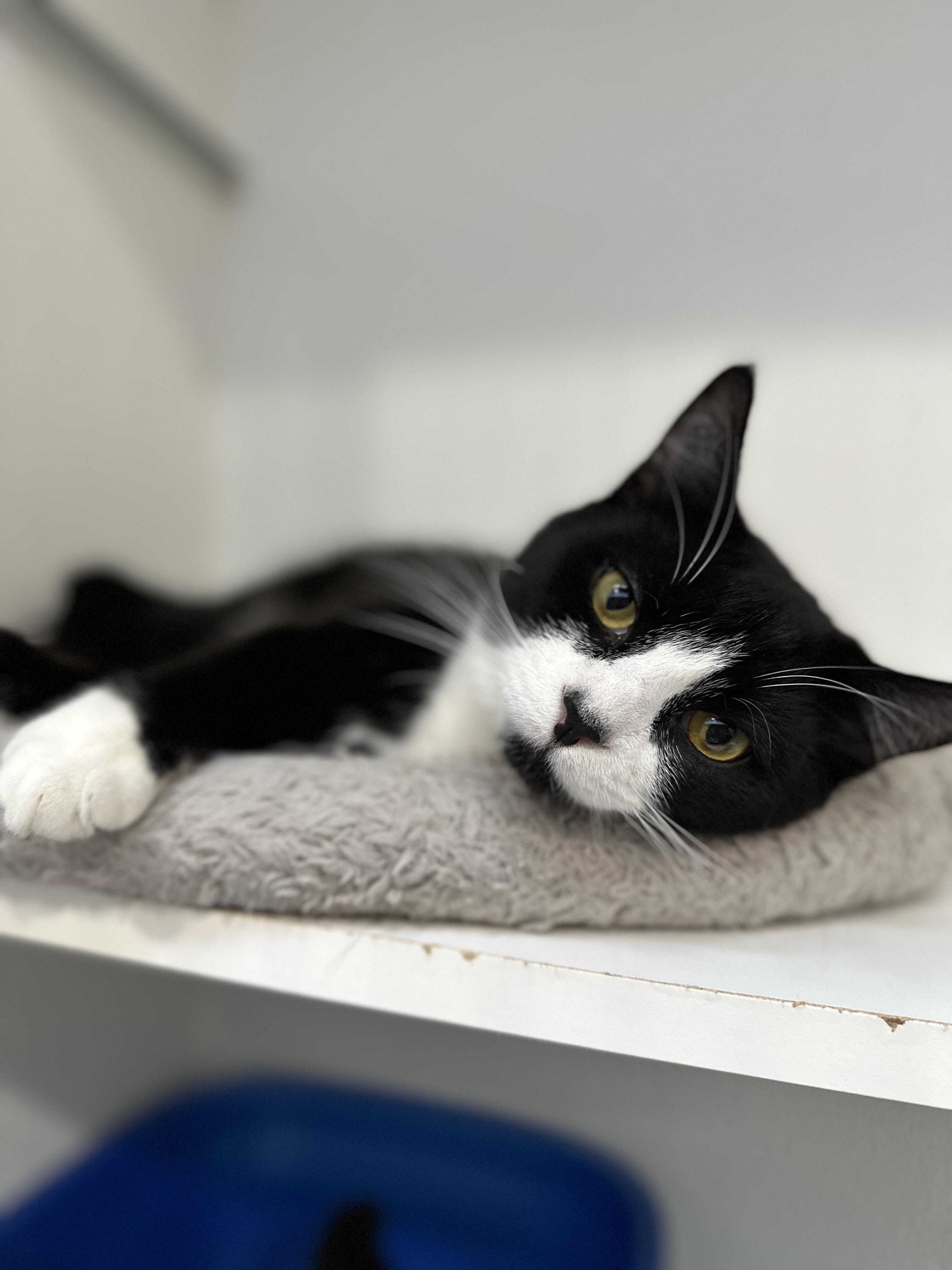 Chandler, a Adoptable Domestic Short Hair in Courtenay, BC image 4/6