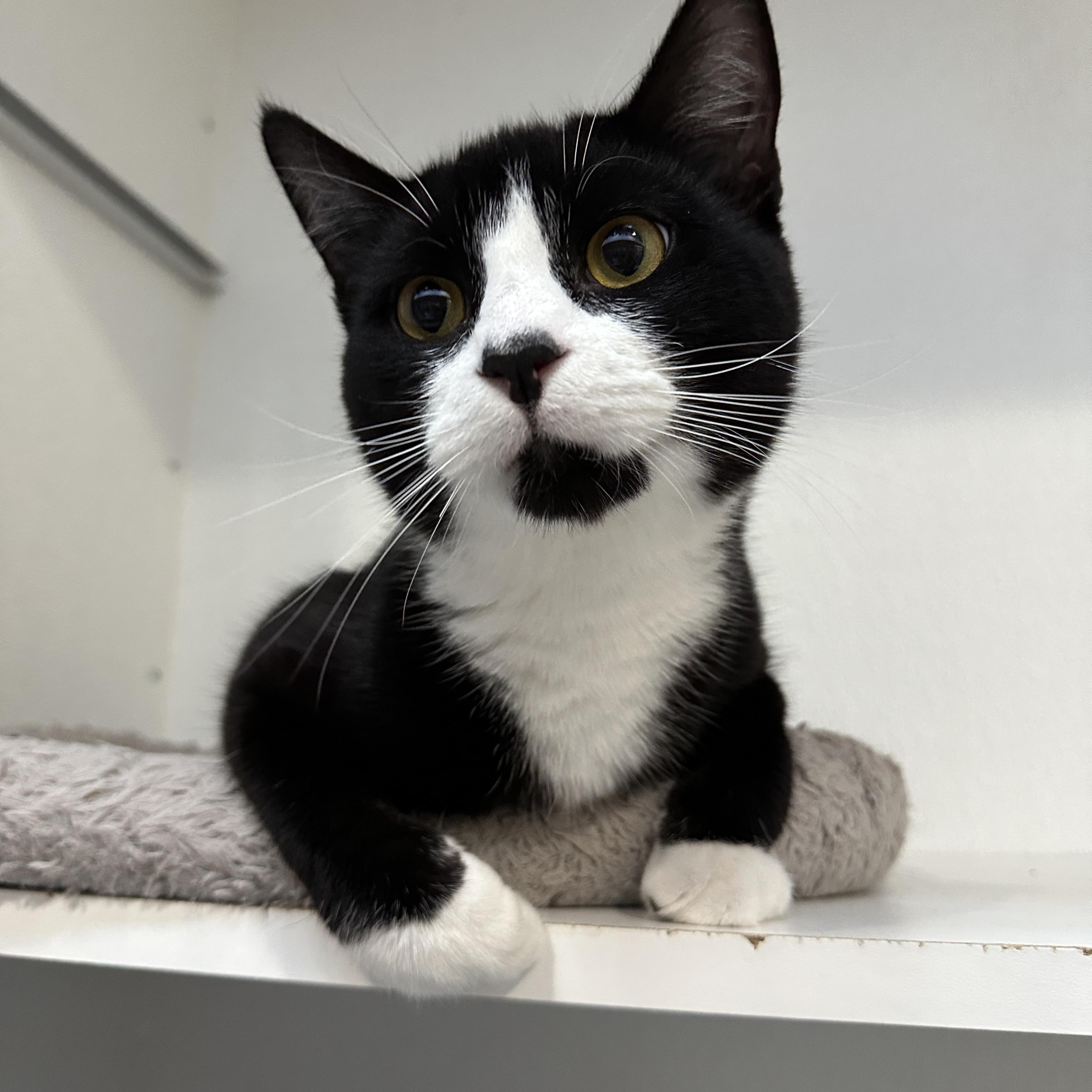 Chandler, a Adoptable Domestic Short Hair in Courtenay, BC image 5/6