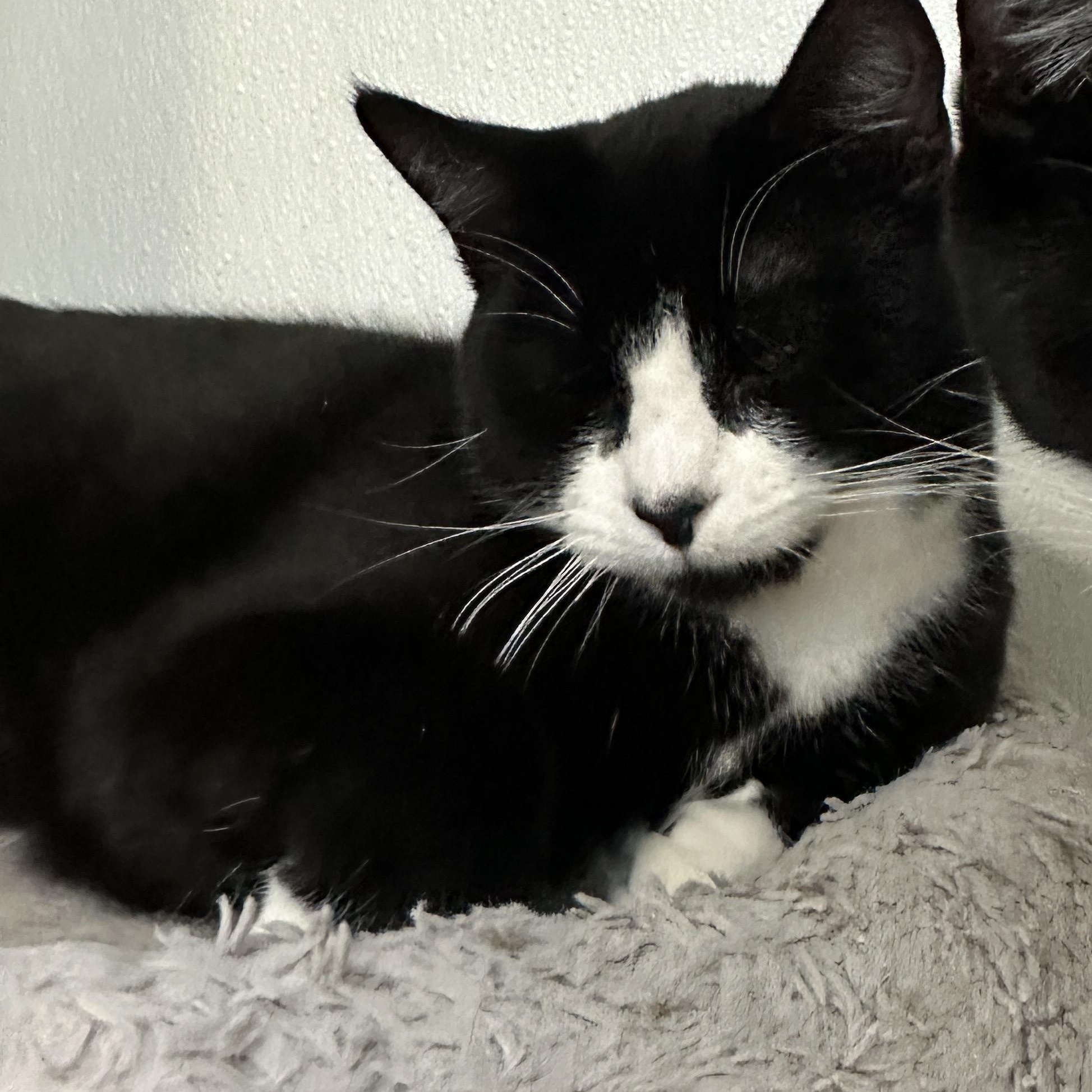 Chandler, a Adoptable Domestic Short Hair in Courtenay, BC image 6/6