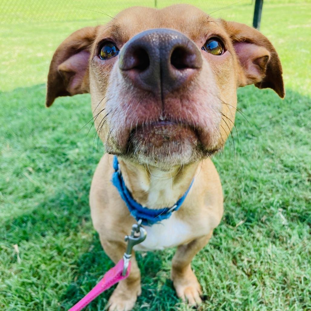 Enlarge Zero, a Adoptable mixed breed in Cabot, AR image 1/4